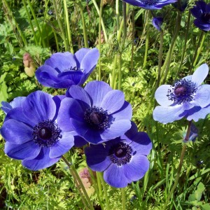 Луковица анемоны Перелеска благородная