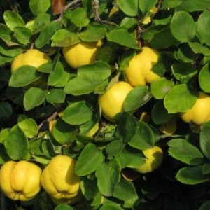 Айва яблоковидная Аврора