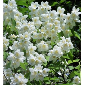 Саженец чубушника (жасмина садового) Жемчуг