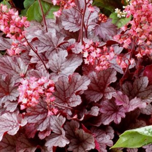 Саженец гейхеры мелкоцветковой Милан (Milan)