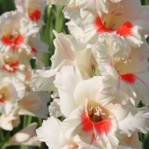 Луковица гладиолуса Бамбино Кэнди Бар (Candy Bar)