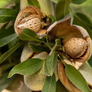 Саженцы миндаля Комплект из 3 саженцев Миндаля Делон