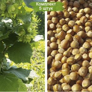 Саженцы фундука Анапский -  комплект 5 шт.