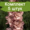 Луковицы гладиолуса Шоколадница -  комплект 5 шт.