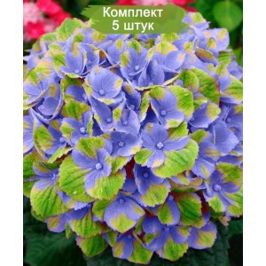 Саженцы гортензии крупнолистной Меджикал Аметист Блю (Magical Amethyst blue) -  комплект 5 шт.