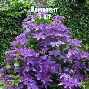 Комплект 5шт / Клематис Президент
