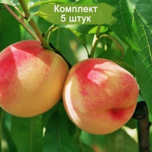 Саженцы Персика Крымская осень -  комплект 5 шт.