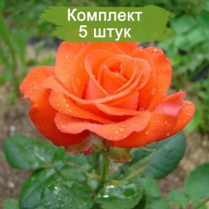 Саженцы чайно-гибридной розы Анжелика (Angelique) -  комплект 5 шт.