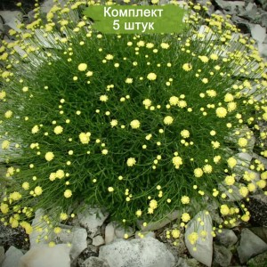 Саженцы сантолины Виридис (Viridis) -  комплект 5 шт.
