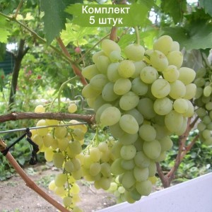 Саженцы винограда Восторг (Ранний/Белый) -  комплект 5 шт.