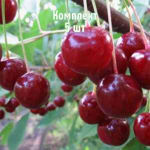 Комплект 5шт / Вишня Стойкая