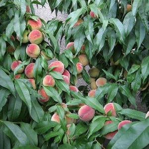 Нектарин Краснодарец