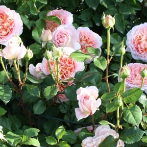 Саженец английской розы Абрахам Дерби (Abraham Darby)