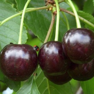 Саженец черешни Мелитопольской