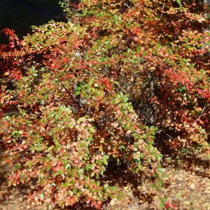 Саженец кизильника Обыкновенного