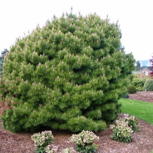 Сеянец сосны Мугус (до 15 см.)