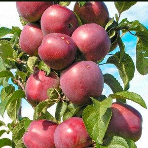 Яблоня Виктория (колоновидная)