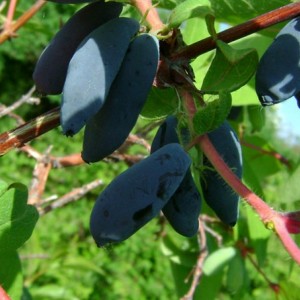 Саженец жимолости Чулымской