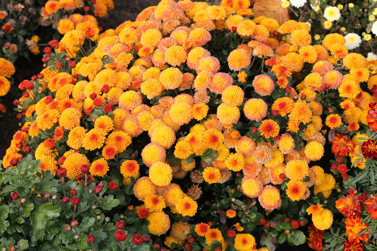 Хризантема мультифлора фото и описание сорта